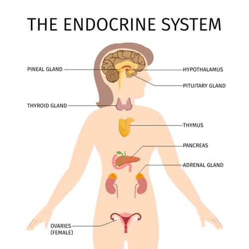 adrenal and thyroid connection