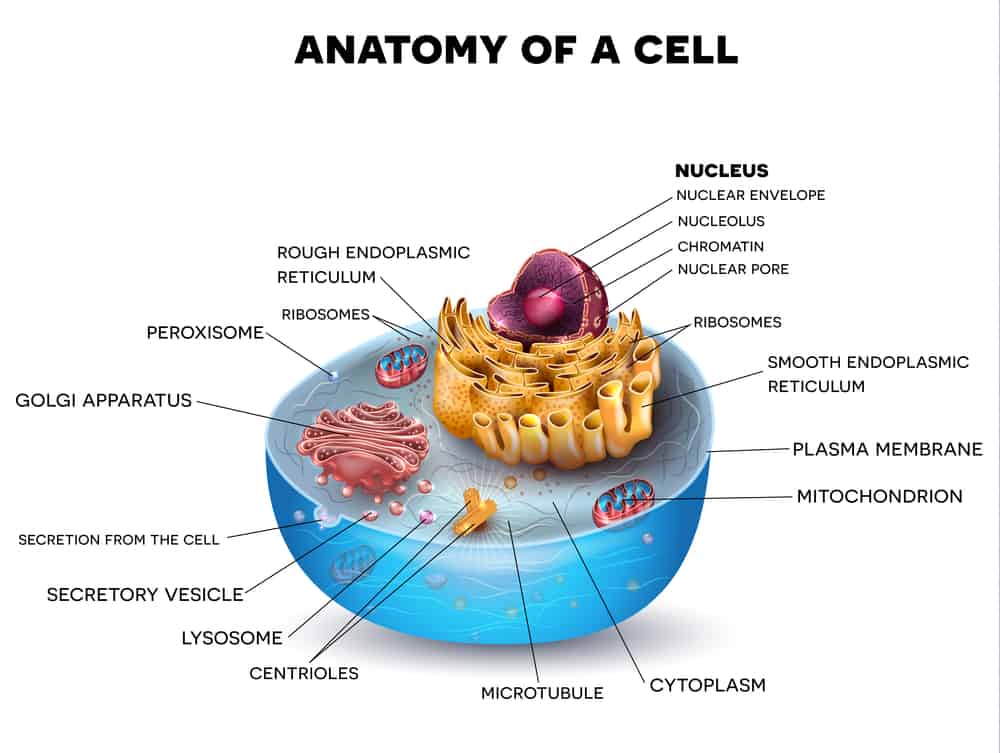 scientists-find-microbe-that-functions-without-mitochondria-shots