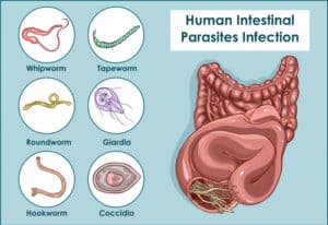 stomach parasites symptoms
