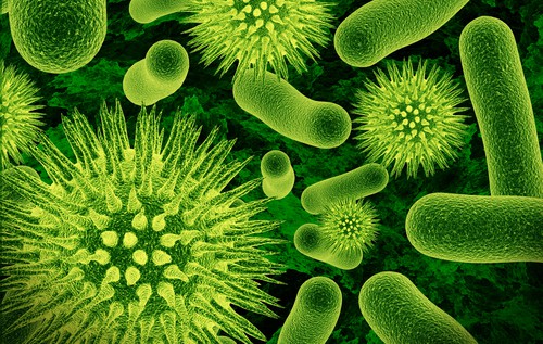 good gut health - bacteria