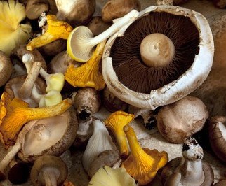 mushroom thyme soup recipe