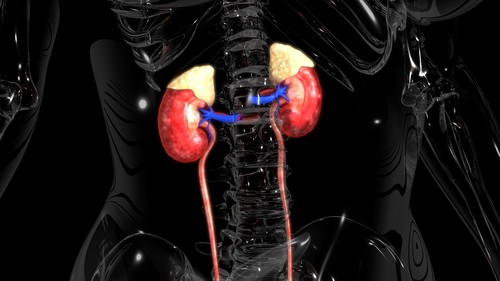 what is adrenal health photo of adrenal glands in body