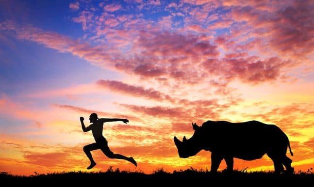 adaptogens and adrenal fatigue - running from rhino