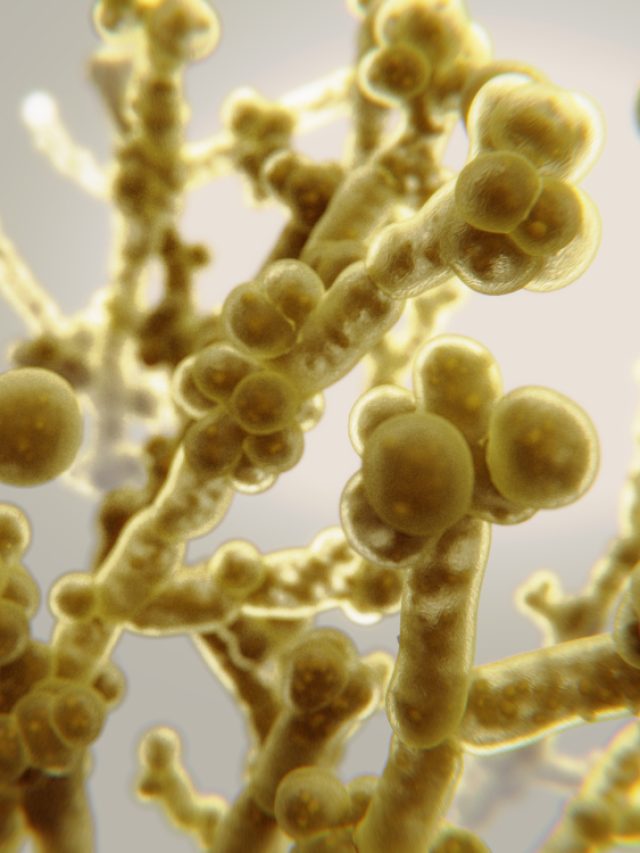 Candida