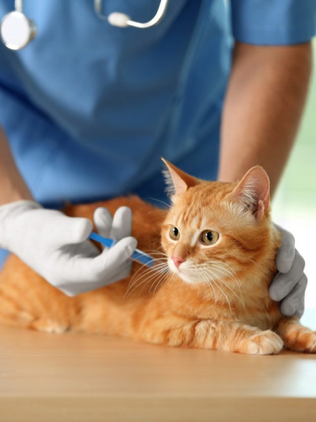 cat vaccinations