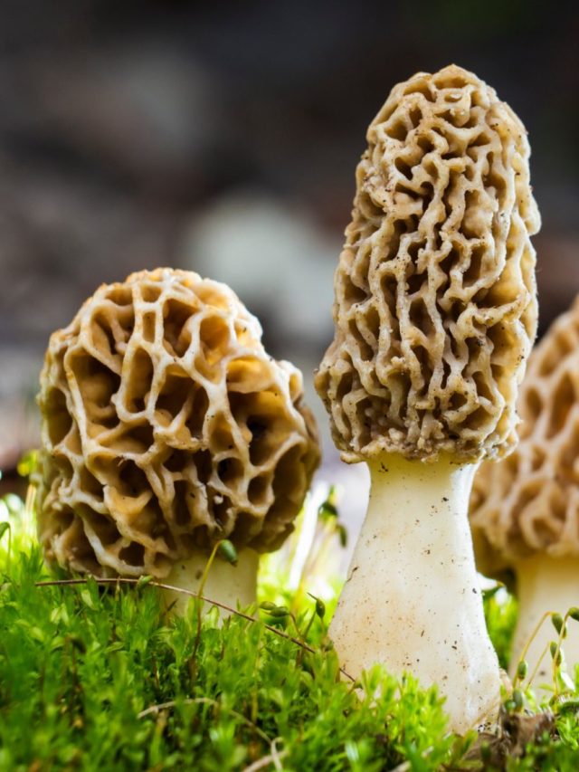 morel mushrooms-5